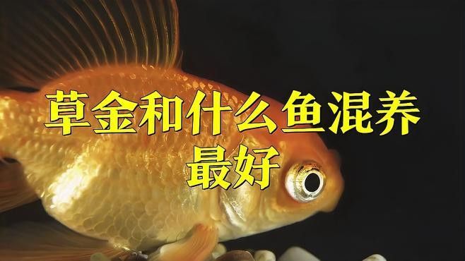 草金魚和錦鯉可以混養嗎（草金魚和錦鯉可以混養，但需要注意以下幾點）