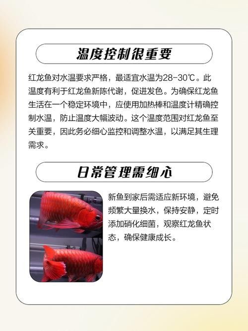 紅龍魚成長過程中需要注意什么 龍魚百科 第6張 紅龍魚成長過程中需要注意什么 紅龍魚成長過程中需要注意什么 龍魚百科 第6張