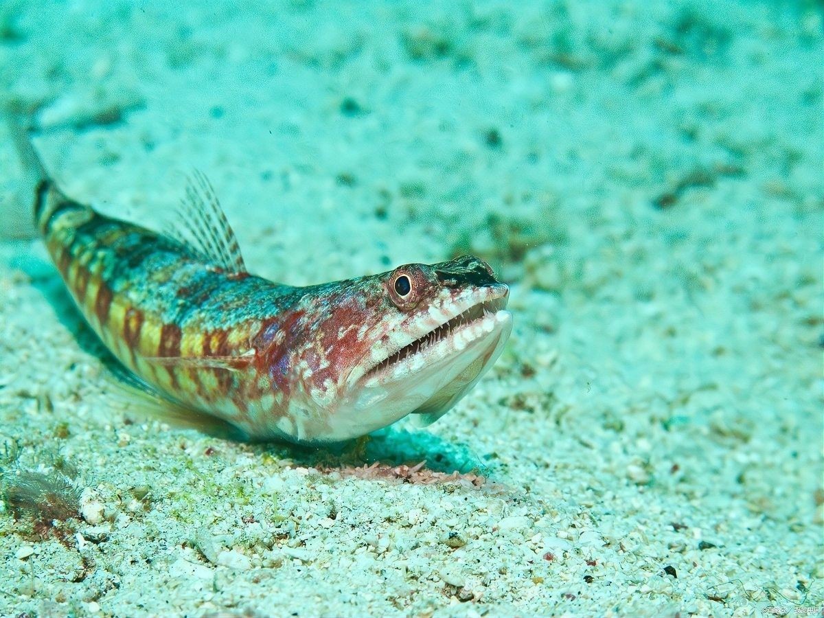 雷龍魚和龍魚哪個更好養？