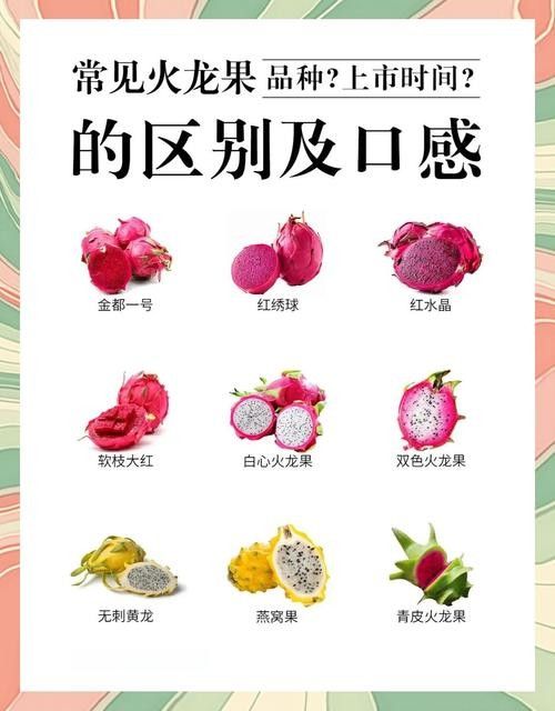 如何判斷火龍果的質量（別再瞎買火龍果了老果農的5個挑選訣竅）