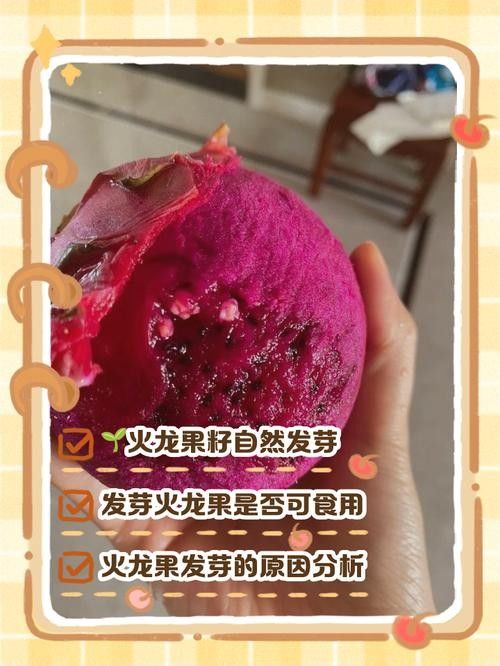 如何判斷火龍果的質量（別再瞎買火龍果了老果農的5個挑選訣竅）