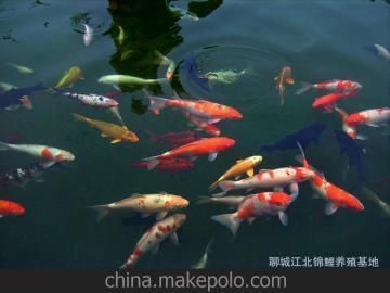 聊城觀賞魚市場:聊城觀賞魚市場的發展歷史 觀賞魚百科 第5張 聊城觀賞魚市場:聊城觀賞魚市場的發展歷史 聊城觀賞魚市場:聊城觀賞魚市場的發展歷史 觀賞魚百科 第5張
