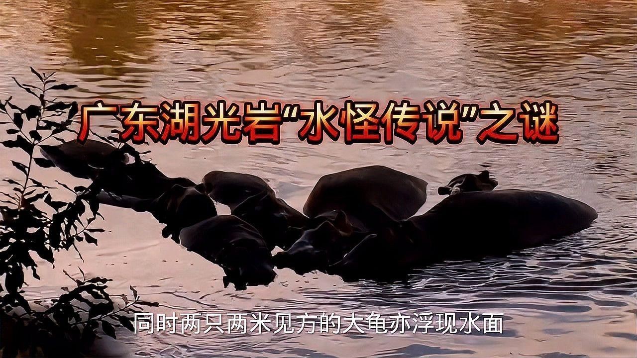 湖光巖龍魚神龜的真相