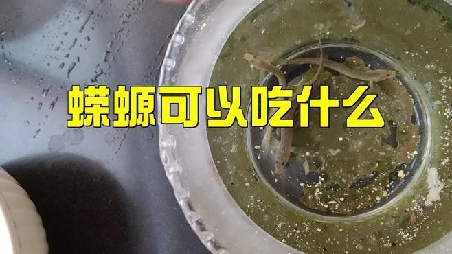 火龍蠑螈的食物有哪些？