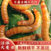 森森大麥蟲飼料的價(jià)格范圍（森森大麥蟲飼料價(jià)格范圍）