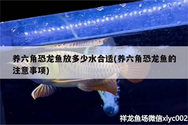 養六角恐龍魚放多少水合適(養六角恐龍魚的注意事項)