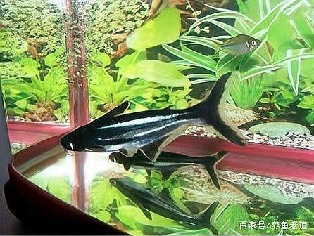 紅龍魚在哪些溫度下會(huì)死亡