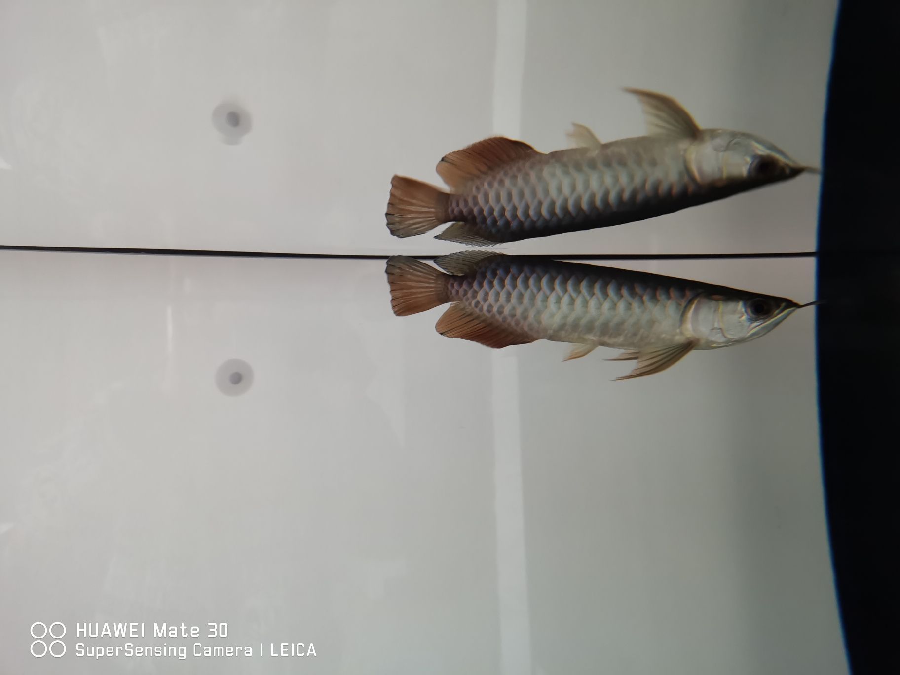 白銀觀賞魚市場請教大神除油膜 觀賞魚百科 第2張 白銀觀賞魚市場請教大神除油膜 白銀觀賞魚市場請教大神除油膜 觀賞魚百科 第2張