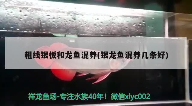 高陵魚缸批發市場：西安高陵魚缸批發市場
