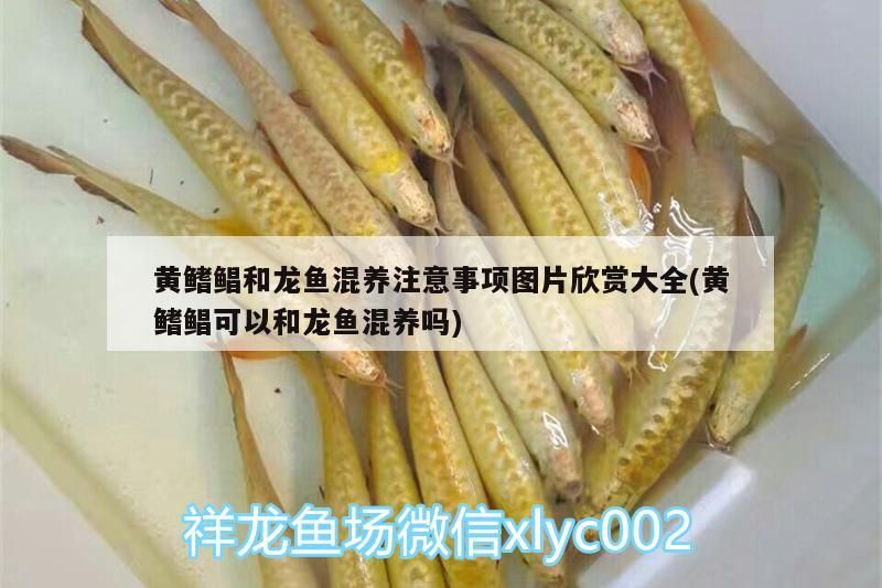 黃鰭鯧和龍魚混養(yǎng)注意事項(xiàng)圖片欣賞大全(黃鰭鯧可以和龍魚混養(yǎng)嗎) 黃鰭鯧和龍魚混養(yǎng)注意事項(xiàng)圖片欣賞大全(黃鰭鯧可以和龍魚混養(yǎng)嗎) 觀賞魚百科