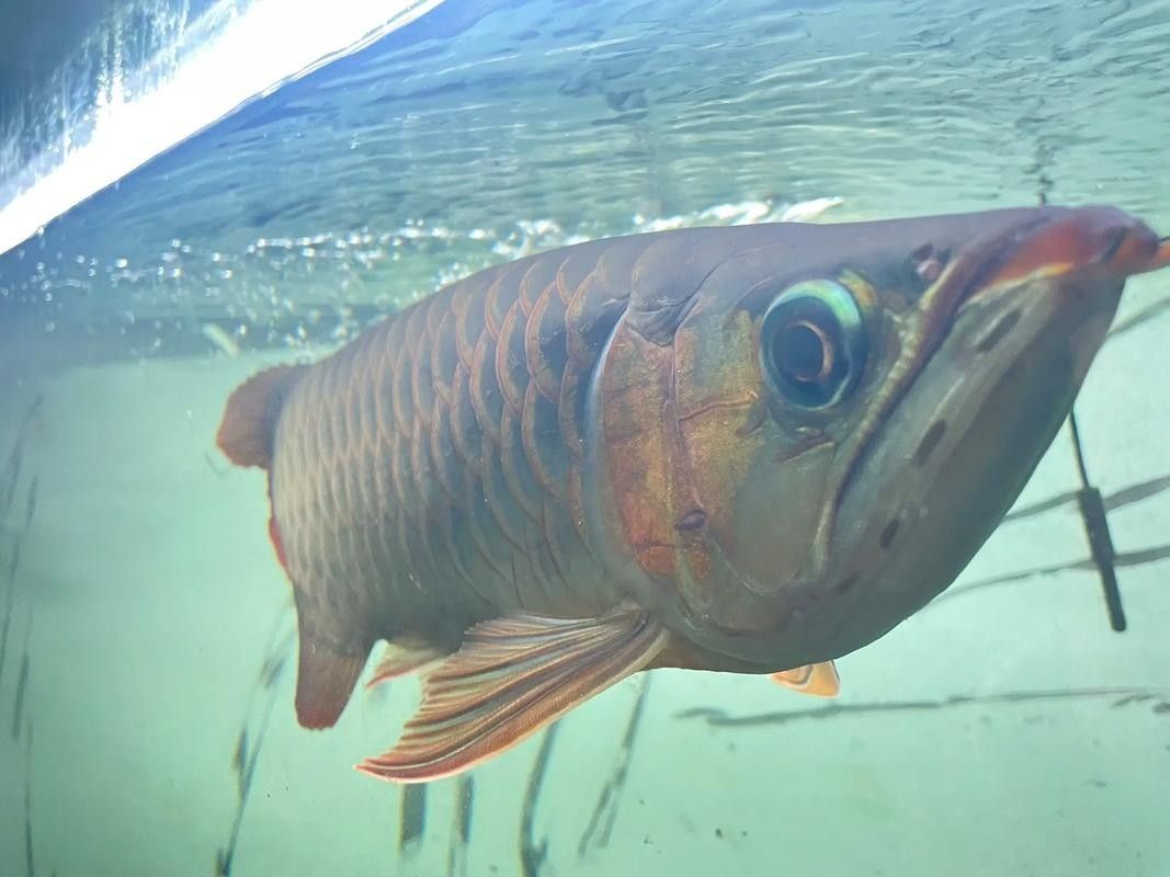 紅龍魚市場供應情況如何？（紅龍魚市場供應受限于繁殖技術、政策及高成本、政策及高成本）