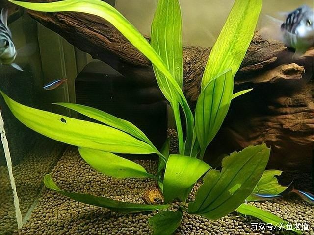 火龍魚缸換水時如何保持水溫