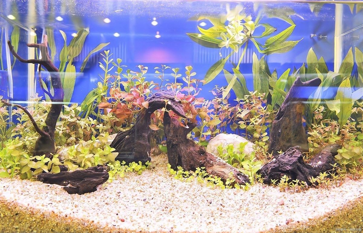 火龍魚缸換水時如何保持水溫