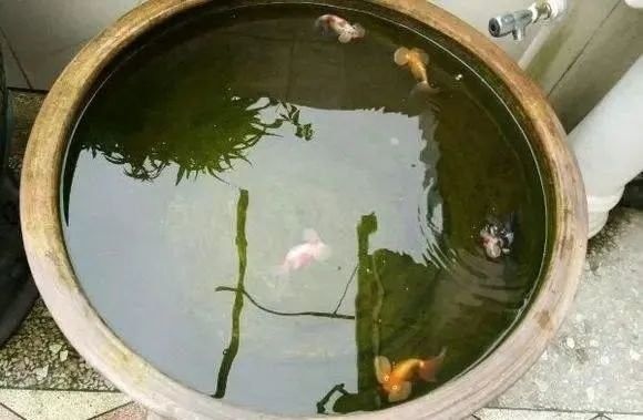 如何降低混養(yǎng)的風險？