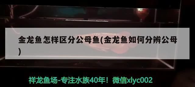 金龍魚怎樣區分公母魚(金龍魚如何分辨公母) 金龍魚怎樣區分公母魚(金龍魚如何分辨公母) 觀賞魚百科
