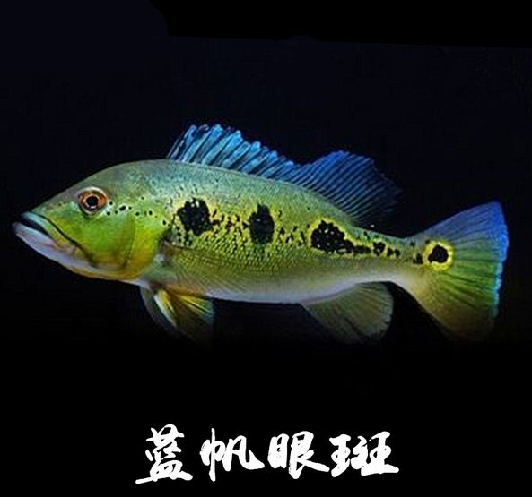 紅龍魚的發色階段是什么(紅龍魚自然發色許多長時間)（紅龍魚發色的原因）