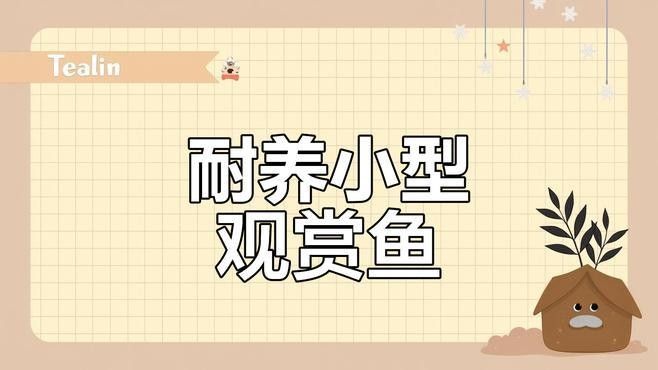 哪種魚(yú)更適合單獨(dú)飼養(yǎng)（哪種魚(yú)適合單獨(dú)飼養(yǎng)，適合單獨(dú)飼養(yǎng)的觀賞魚(yú)推薦） 哪種魚(yú)更適合單獨(dú)飼養(yǎng)（哪種魚(yú)適合單獨(dú)飼養(yǎng)，適合單獨(dú)飼養(yǎng)的觀賞魚(yú)推薦） 龍魚(yú)百科 第3張