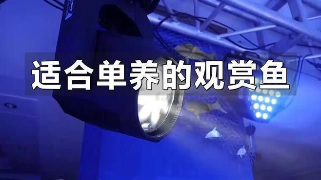 哪種魚(yú)更適合單獨(dú)飼養(yǎng)（哪種魚(yú)適合單獨(dú)飼養(yǎng)，適合單獨(dú)飼養(yǎng)的觀賞魚(yú)推薦） 哪種魚(yú)更適合單獨(dú)飼養(yǎng)（哪種魚(yú)適合單獨(dú)飼養(yǎng)，適合單獨(dú)飼養(yǎng)的觀賞魚(yú)推薦） 龍魚(yú)百科 第2張