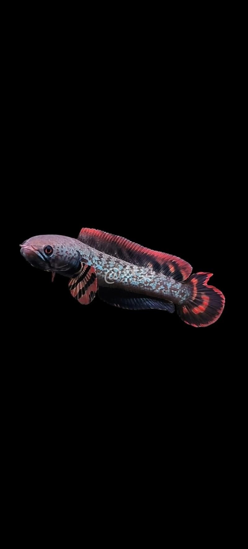 給我高清的雷龍魚(yú)分布圖