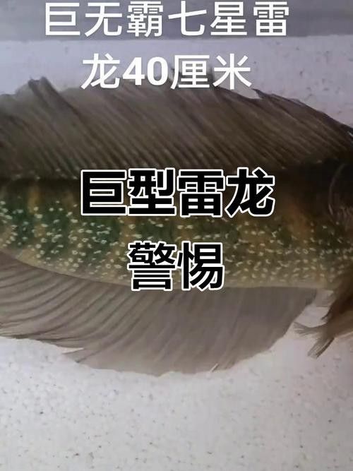 給我高清的雷龍魚(yú)分布圖