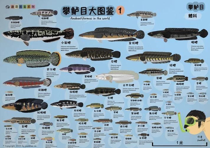 給我高清的雷龍魚(yú)分布圖