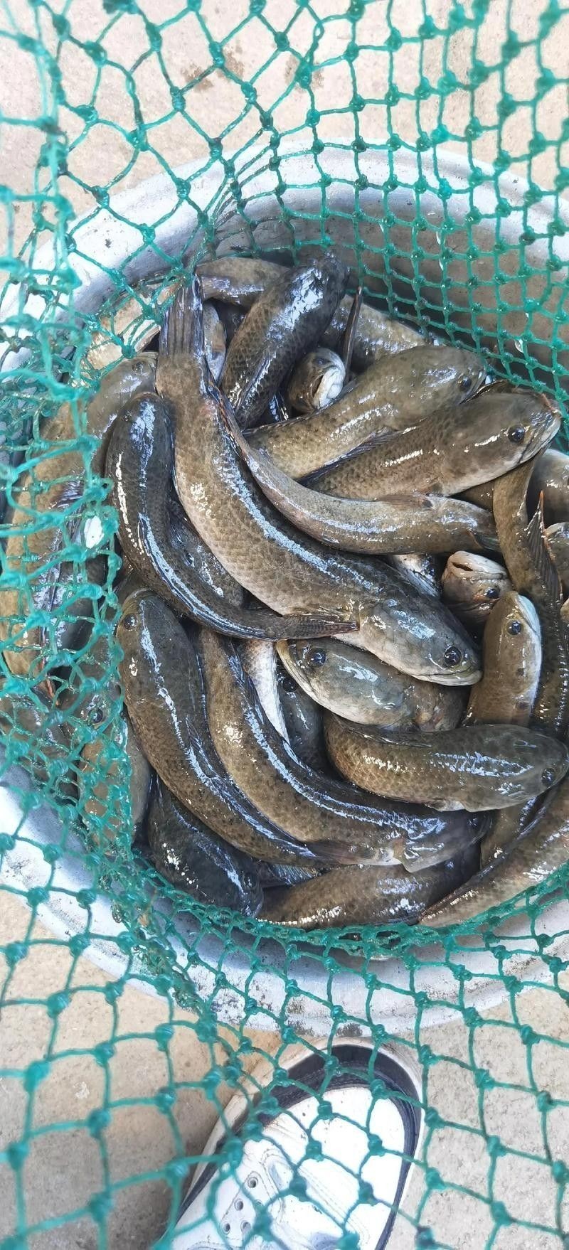 給我高清的雷龍魚(yú)分布圖