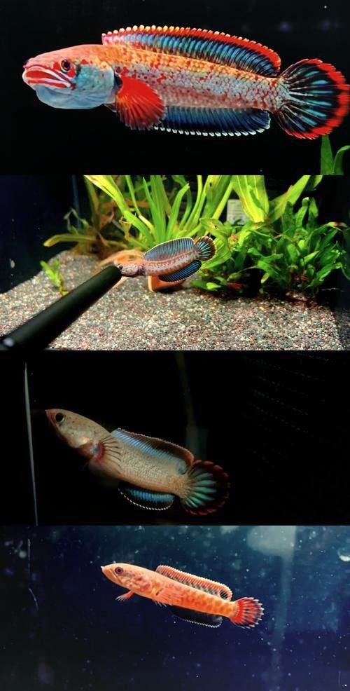 給我高清的雷龍魚(yú)分布圖