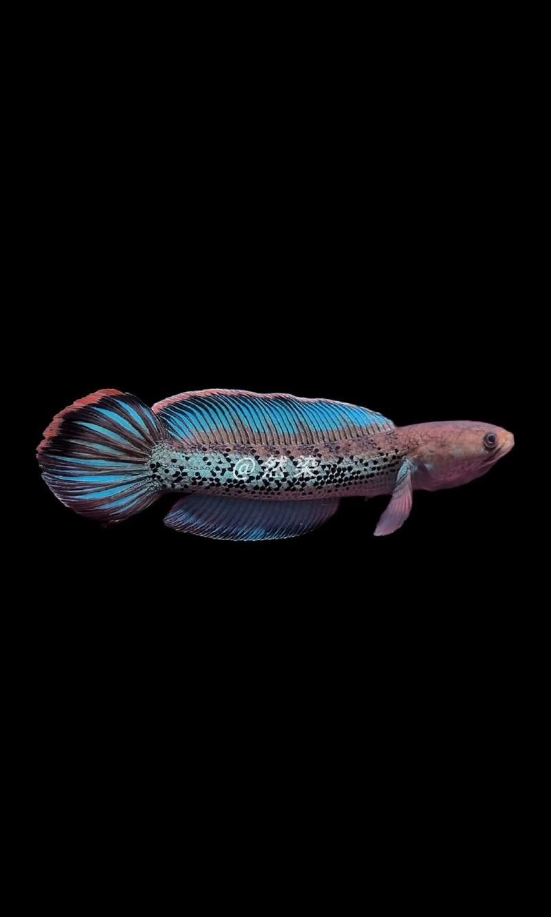 給我高清的雷龍魚(yú)分布圖