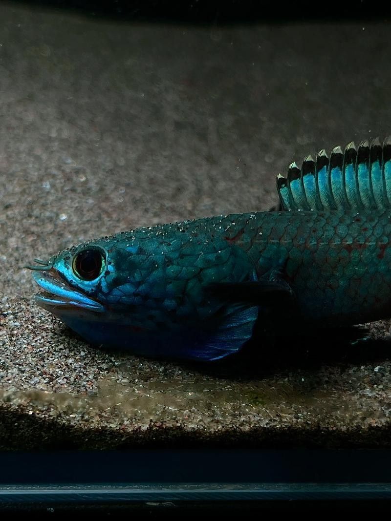 給我高清的雷龍魚(yú)分布圖