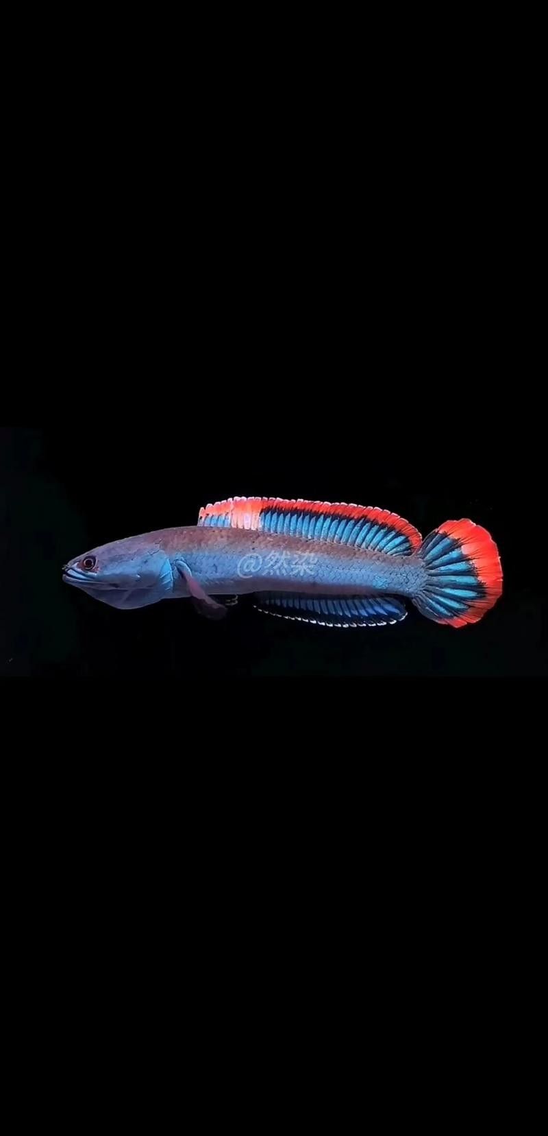 給我高清的雷龍魚(yú)分布圖