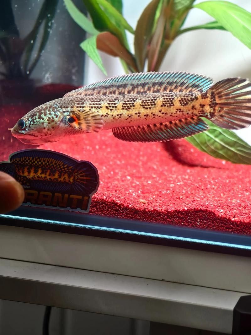 給我高清的雷龍魚(yú)分布圖