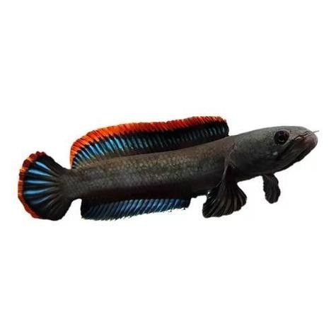 給我高清的雷龍魚(yú)分布圖