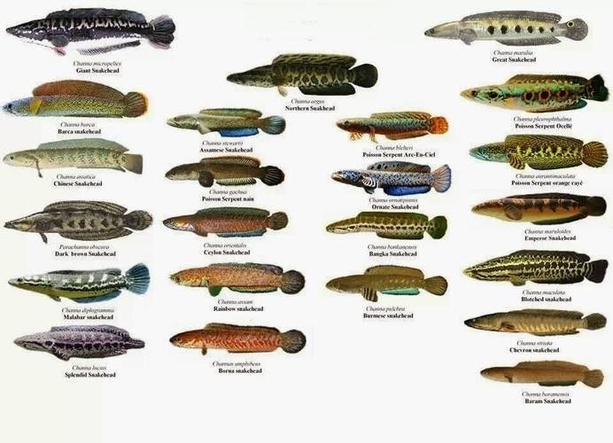 給我高清的雷龍魚(yú)分布圖