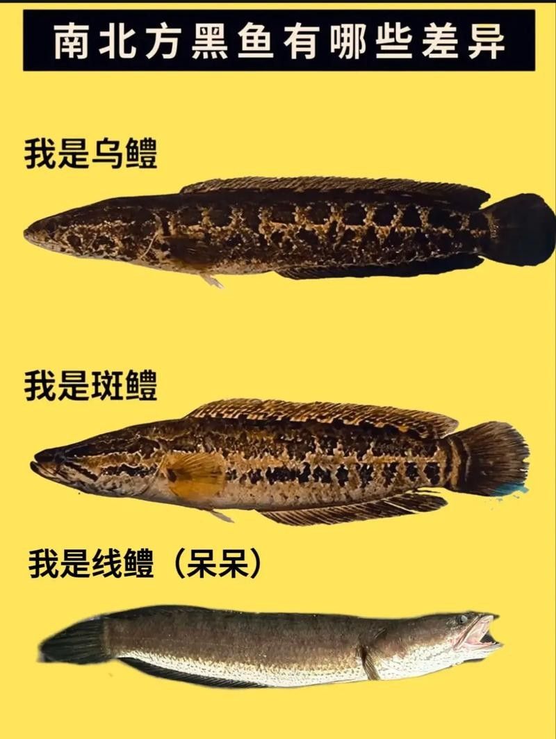 給我高清的雷龍魚(yú)分布圖