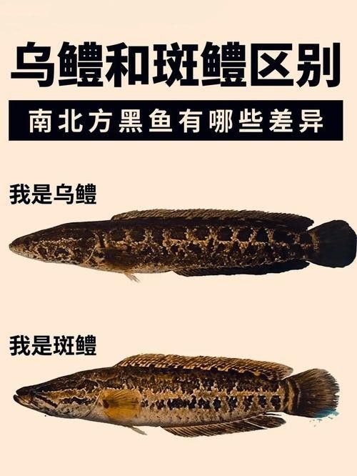 給我高清的雷龍魚(yú)分布圖