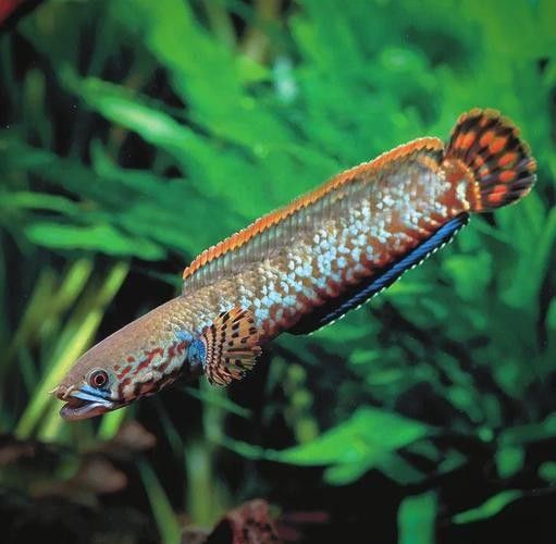 給我高清的雷龍魚(yú)分布圖