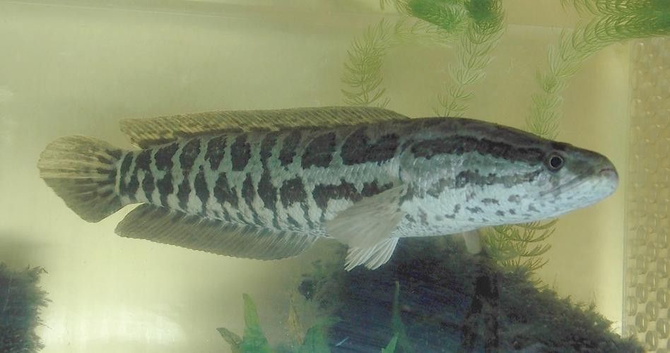 給我高清的雷龍魚(yú)分布圖