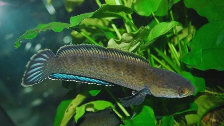 給我高清的雷龍魚(yú)分布圖