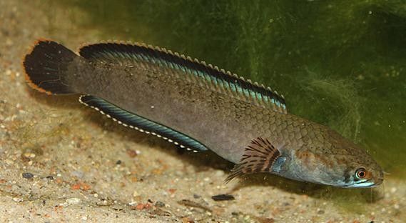 給我高清的雷龍魚(yú)分布圖