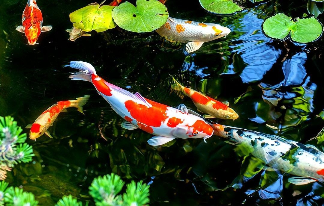 金龍魚放生會有什么后果（命理學與生態學雙重視角來看，金龍魚放生需謹慎對待） 金龍魚放生會有什么后果（命理學與生態學雙重視角來看，金龍魚放生需謹慎對待） 龍魚百科 第6張