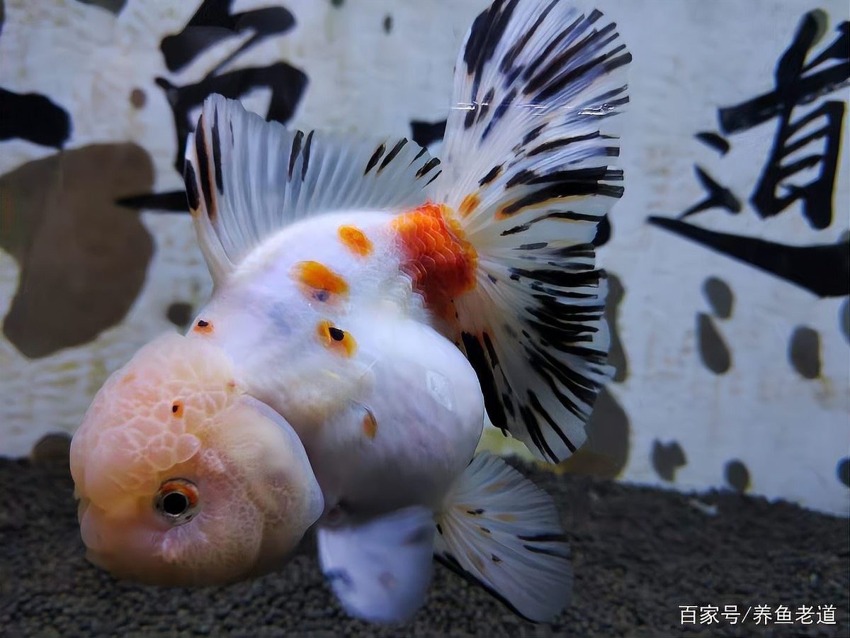 龍魚外寄生蟲治愈后需要換水嗎（龍魚外寄生蟲治愈后多久可以恢復(fù)正常喂食龍魚疾病）