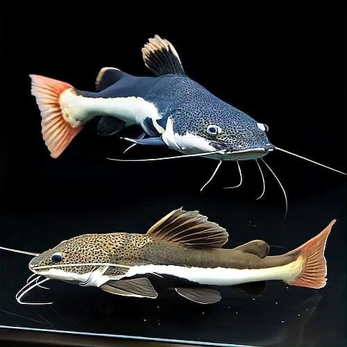 如何確保招財貓魚和龍魚有足夠的食物（招財貓魚吃什么食物最好）