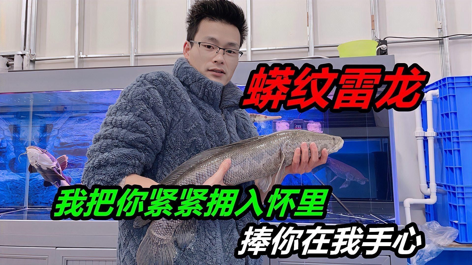 如何確保招財貓魚和龍魚有足夠的食物（招財貓魚吃什么食物最好）