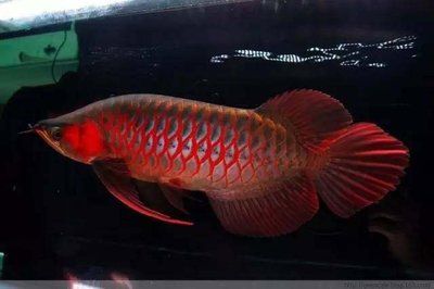 龍魚掉眼嚴(yán)重會怎么樣（龍魚掉眼嚴(yán)重會怎么樣圖片） 龍魚掉眼嚴(yán)重會怎么樣（龍魚掉眼嚴(yán)重會怎么樣圖片） 觀賞魚百科