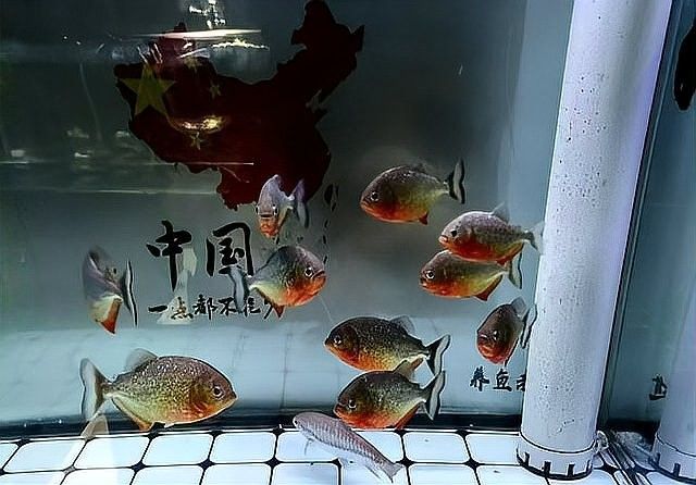金龍魚在高溫下如何急救？