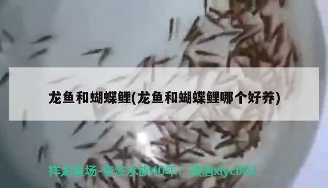 龍魚和蝴蝶鯉(龍魚和蝴蝶鯉哪個好養)