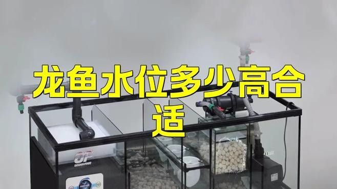 如何安全地調整龍魚缸的高度？ 如何安全地調整龍魚缸的高度？ 龍魚百科 第2張