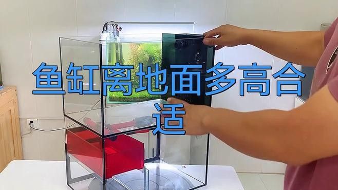 如何安全地調整龍魚缸的高度？ 如何安全地調整龍魚缸的高度？ 龍魚百科 第4張