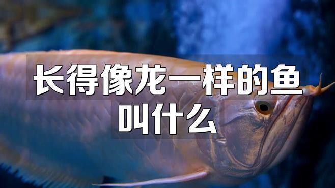 如何區分不同種類的恐龍魚？（如何區分不同種類的恐龍魚）