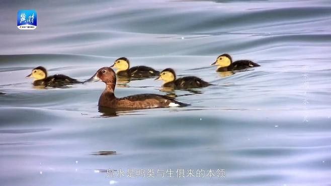 衡水龍魚水族館有哪些魚類（衡水龍魚水族館主要魚類介紹）